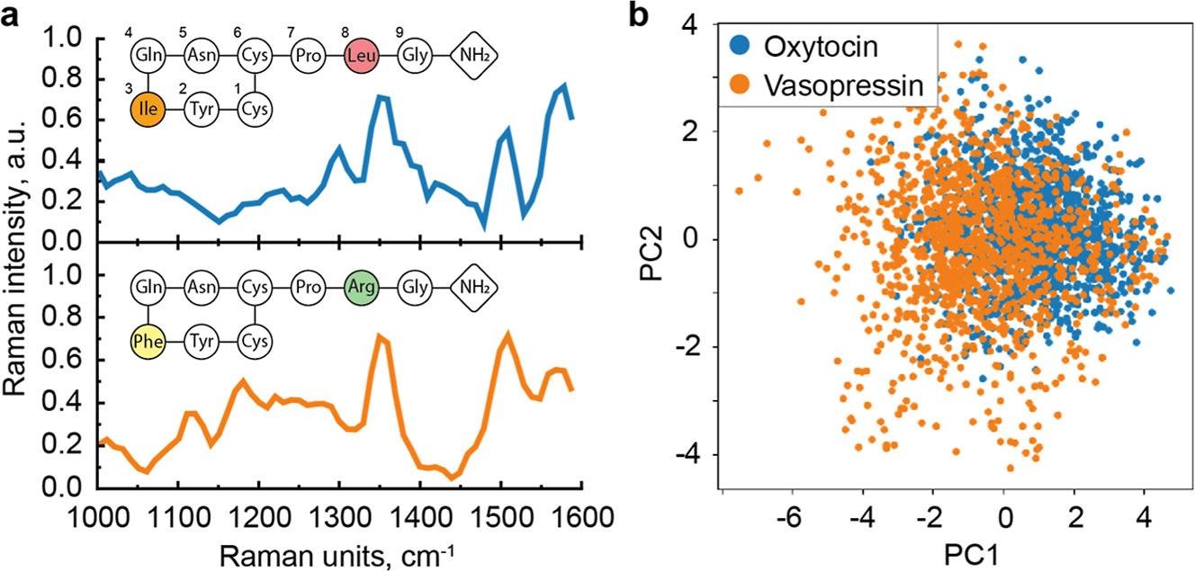 Figure from the 2026 paper: averaged Raman spectra of oxytocin in blue and vasopressin in orange, each with its chain of nine amino acids drawn above, and a scatter plot of single-molecule reads in which the blue and orange clouds overlap.