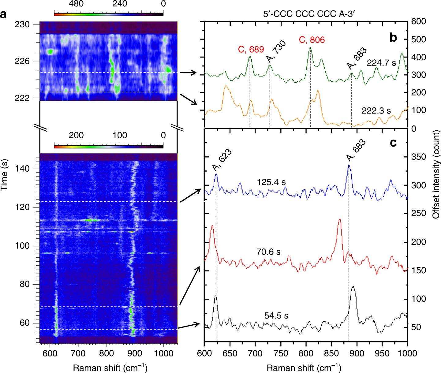 Figure from the 2019 paper: on the left, a colour map of Raman spectra in two recorded time windows; on the right, single spectra with peaks labelled C 689, A 730, C 806 and A 883, and below them three spectra showing only the adenine peaks at 623 and 883.