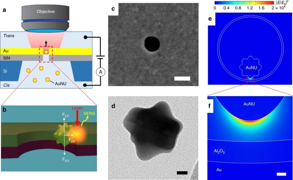 Figure from the 2019 paper: a diagram of a gold nanoparticle trapped in a hole in a gold film under a microscope objective, an electron micrograph of the round hole, one of the spiky gold particle, and a simulation of light concentrated at one spike's tip.